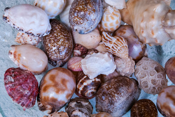 several sea shell variety in a glass bowl