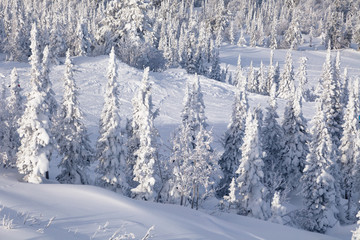 Panoramic scenic view from top of mountain landscapes winter valley, snow-capped peaks of mountains and trees, hills. Concept Swiss Alps, Krasnaya Polyana, Sochi, Sheregesh, Austria
