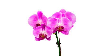 Fototapeta na wymiar pink Phalaenopsis or Moth dendrobium Orchid flower in winter or spring day tropical garden isolated on white background.Selective focus.agriculture idea concept design with copy space add text.