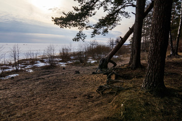 Fototapeta na wymiar tree on the shore of the Gulf of Finland