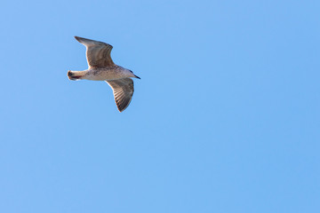 Seagull in flight in nature