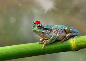 Gray treefrog in the green form sitting on a common milkweed leaf 