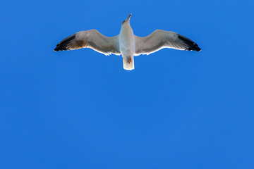 Seagull in flight in nature