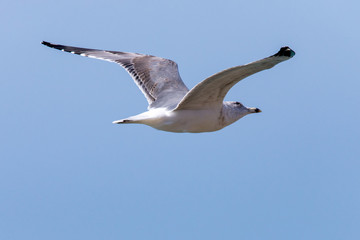Seagull in flight in nature
