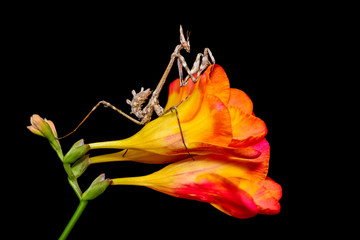 Beautiful  mantis  sitting on flower 