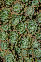echeveria large grouping