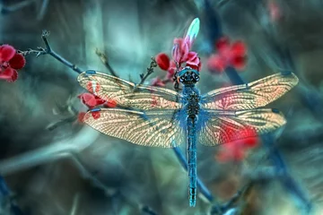 Fototapeten Schöne Libelle, die auf Blume in einem Sommergarten sitzt © blackdiamond67