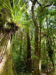 Trees in Waipoua Forest, New Zealand