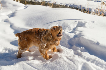 spaniel sneaks through deep snow for a walk