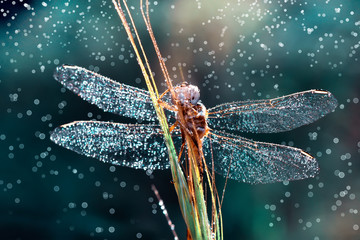Beautiful dragonfly sitting on flower in a summer garden - obrazy, fototapety, plakaty