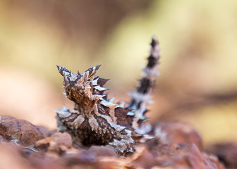 Fototapeta premium Thorny Devil