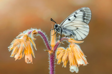 nature, butterfly, macro, wild, closeup, insect, flower, green, summer, wildlife, animal, garden, beauty, wing, color, beautiful, yellow, spring, colorful, bug, black, detail, environment, plant, brig