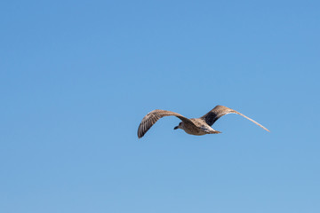 Seagull in flight in nature