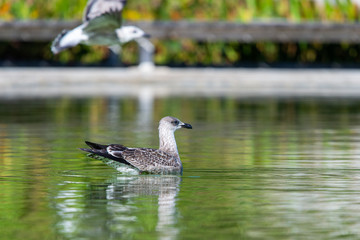 Seagull floating on a fresh water pond