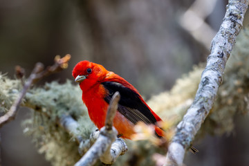 Scarlet Tenager