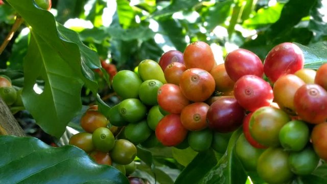 arabica red and green coffee beans branch in coffee plantation.