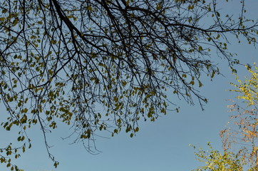 Natural background from autumnal many branched tree with some yellow leaves on the blue sky, South park, Sofia, Bulgaria 