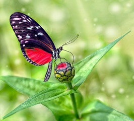 Beautiful butterfly sitting on flower in a summer garden