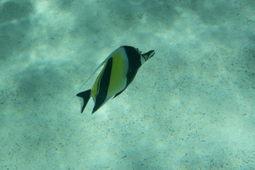 tropical fish in shallow water between sandy seabed and water surface, Pacific ocean