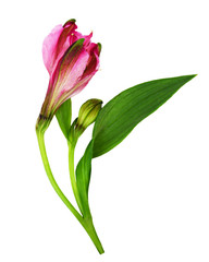 Closeup of pink alstroemeria flower