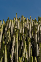 Cactus on blue sky