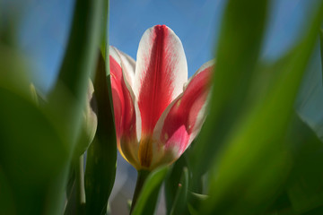 Tulpe