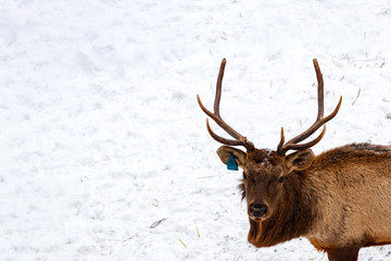 Portrait of Royal red deer buck with horns, maral on deer farm