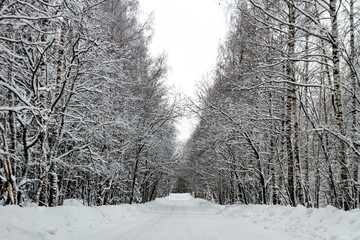Winter road through the snow-covered trees