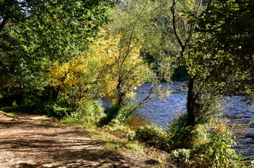Autumn colours in the forest. Background with path, river and trees with yellow and green leaves. Galicia, Spain, sunny day.