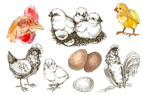 Watercolor and pencil hand drawing sketch chicken breeding set. Engraved Chicken, Roster, baby chick and egg illustrations. Rural natural bird farming. Poultry business.