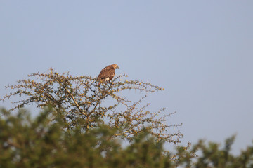 Common Buzzard perched on top of an Acacia tree
