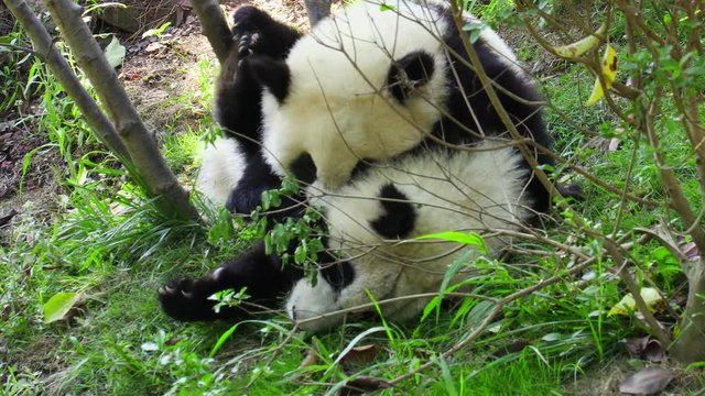 Panda cubs play in zoo in Chengdu, Sichuan, China. Clumsy kids games