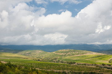 Fototapeta na wymiar natural background vineyard in the mountains