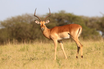 Impala in the African bushveld - obrazy, fototapety, plakaty