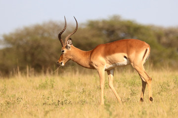 Naklejka na ściany i meble Impala in the African bushveld