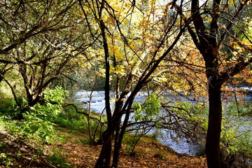 Autumn colours in the forest. River, trees, path and exuberant vegetation. Galicia, Spain.