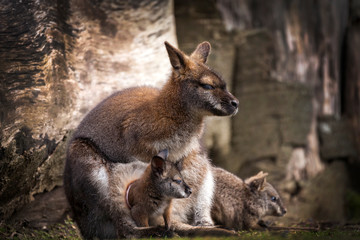 Wallaby doe and newborn joey in its pouch resting
