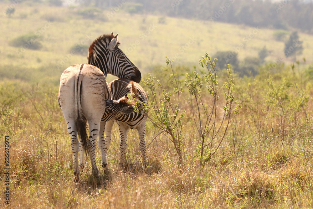 Wall mural Young Zebra with mother in the African bushveld