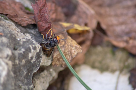 Macro d'un frelon asiatique escaladant une herbe pr&eacute;dateur danger nuisible voltigeur &eacute;quilibriste   