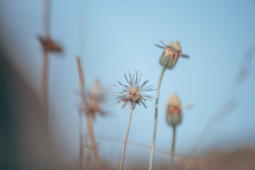 Macro shot of flower