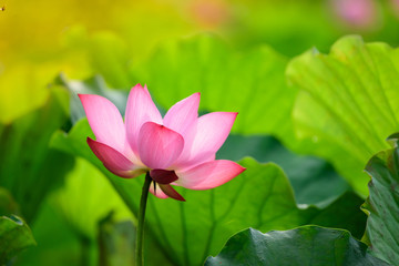 Lotus pink color Blossoming in the lotus pond.