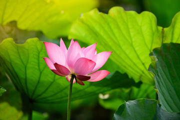Obraz premium Lotus pink color Blossoming in the lotus pond.