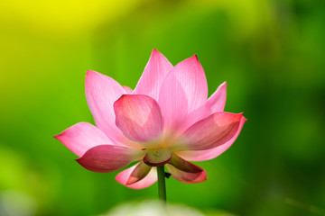 Obraz premium Lotus pink color Blossoming in the lotus pond.