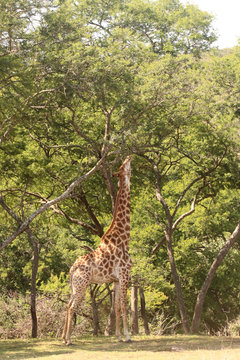 Giraffe eating leaves off an Acacia tree