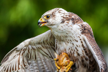 Saker falcon bird of prey eating its kill