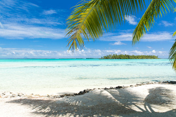 travel, seascape and nature concept - tropical beach with palm tree in french polynesia