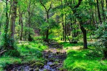 A small stream flowing through an English forest in Summer.