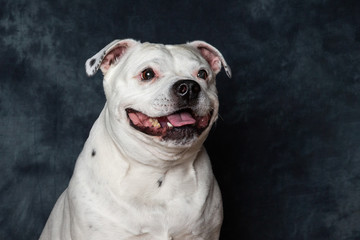 Obraz premium Staffordshire Bull Terrier