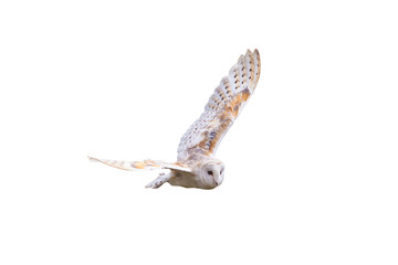 Barn Owl with spread wings flying cut out and isolated on a white background