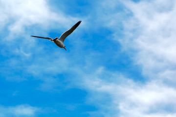 Flying seagull in sky with clouds.